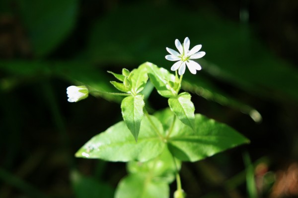Vogelmiere Samen (Stellaria Media) – Mind. 200 Samen, Für Salate & Vogelfutter